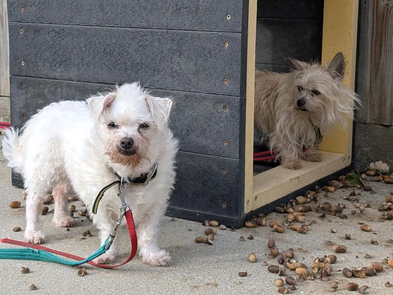 Snowy & Skippy