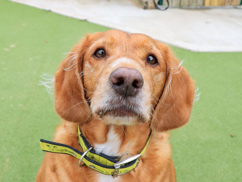 Bailey | Retriever (Labrador) Cross | Evesham (Worcestershire) - 1