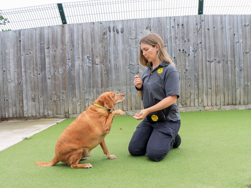Bailey | Retriever (Labrador) Cross | Evesham (Worcestershire) - 2