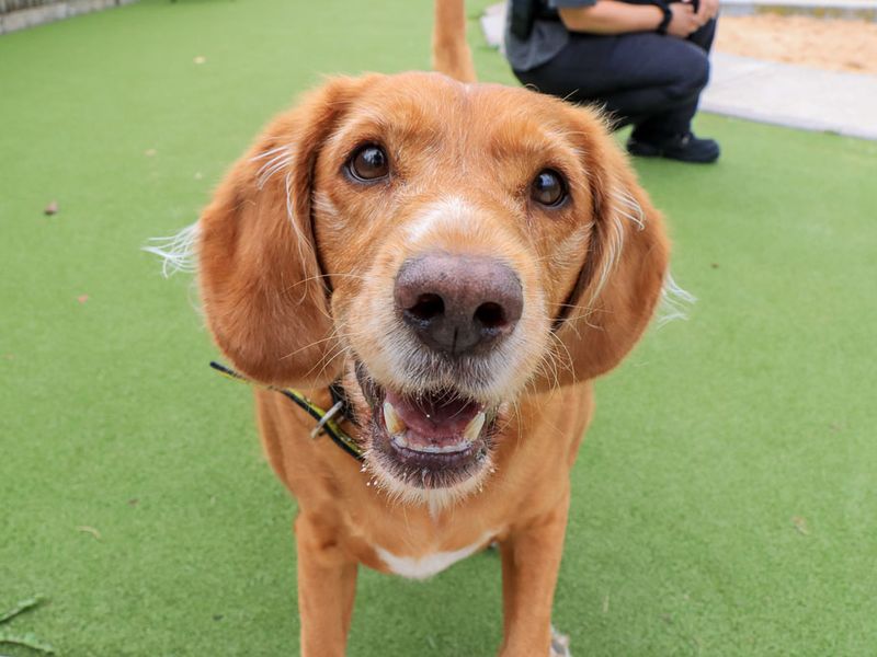 Bailey | Retriever (Labrador) Cross | Evesham (Worcestershire) - 3