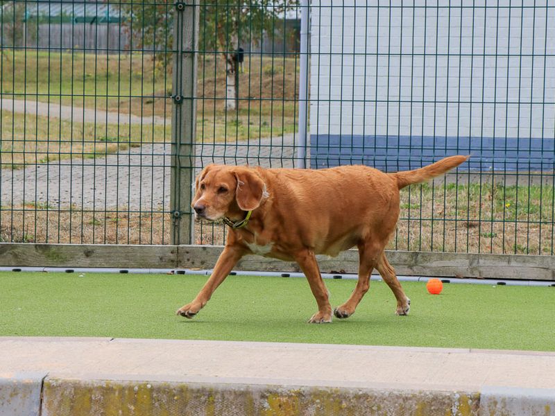 Bailey | Retriever (Labrador) Cross | Evesham (Worcestershire) - 4