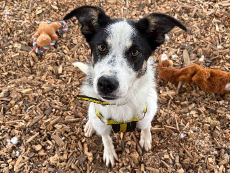 Lucy | Collie (Border) | Snetterton (Norfolk) - 4