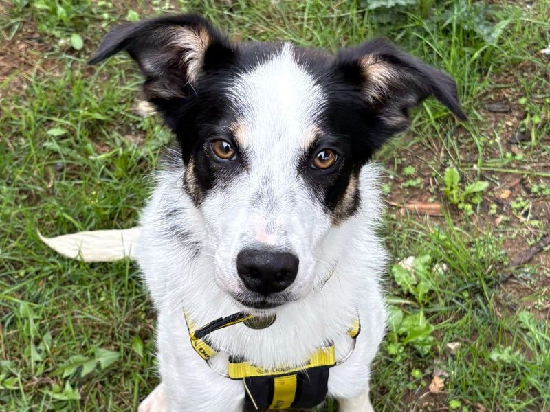 Lucy | Collie (Border) | Snetterton (Norfolk) - 5
