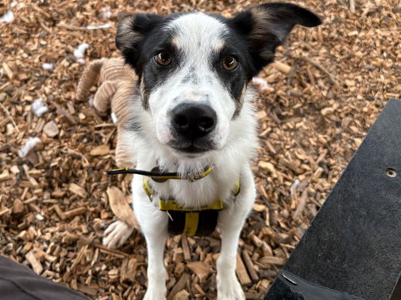 Lucy | Collie (Border) | Snetterton (Norfolk) - 7