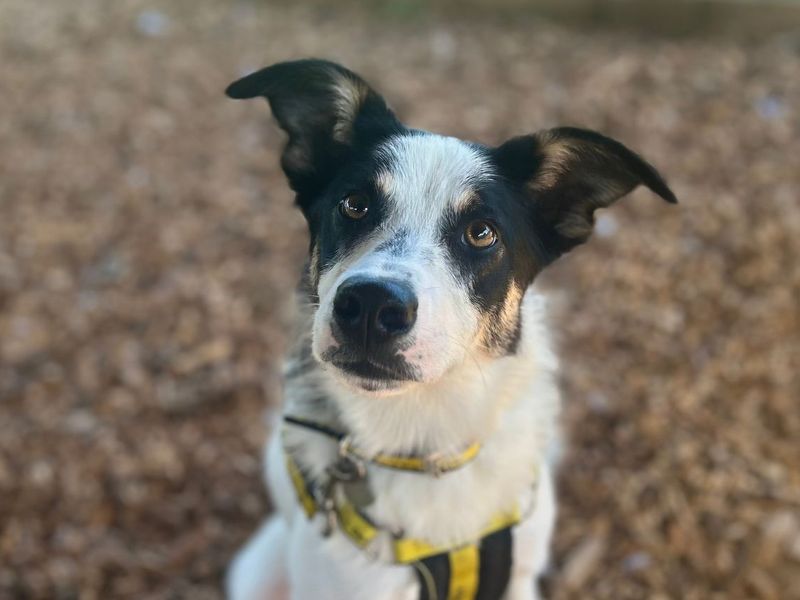 Lucy | Collie (Border) | Snetterton (Norfolk) - 3