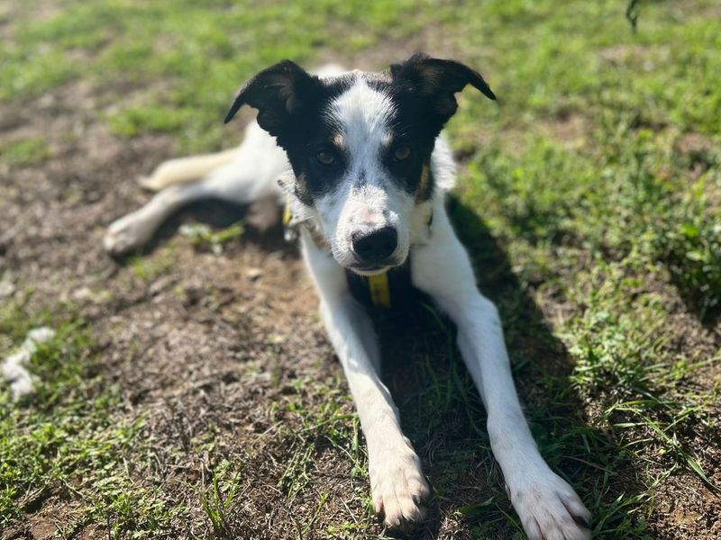 Lucy | Collie (Border) | Snetterton (Norfolk) - 6
