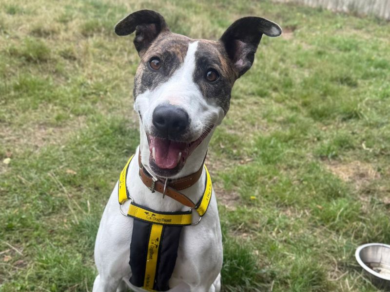 Mouse | Lurcher Cross | Shrewsbury (Shropshire) - 3