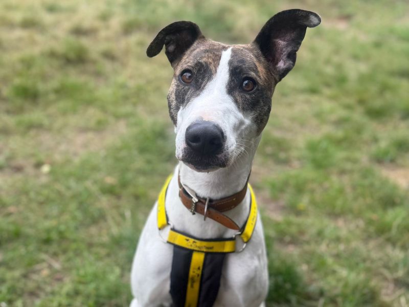 Mouse | Lurcher Cross | Shrewsbury (Shropshire) - 1
