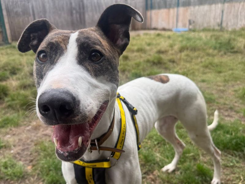 Mouse | Lurcher Cross | Shrewsbury (Shropshire) - 2
