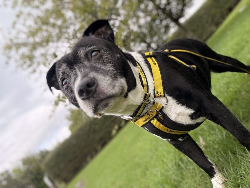 Benson | Terrier (Staffordshire Bull) | Shrewsbury (Shropshire) - 2