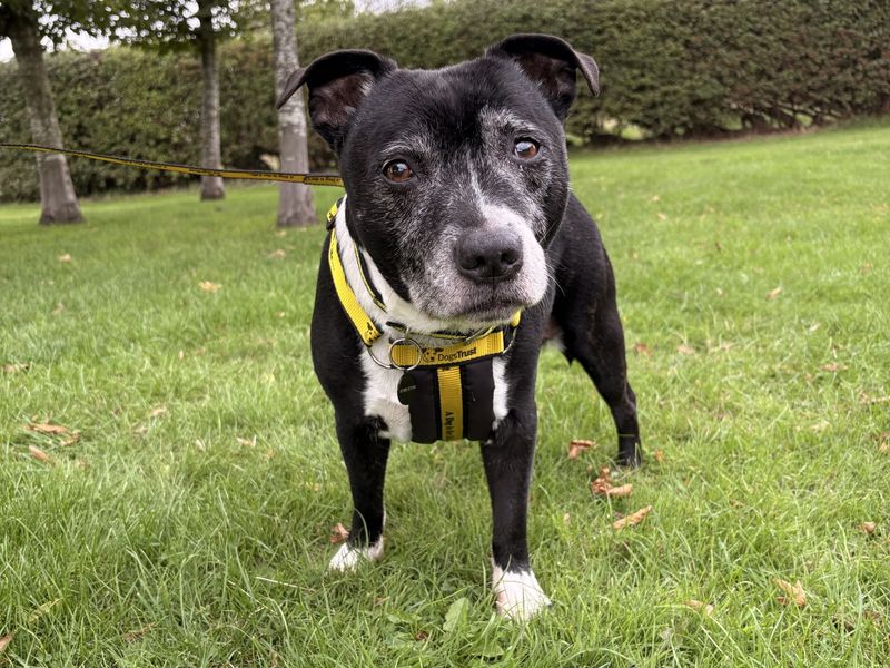 Benson | Terrier (Staffordshire Bull) | Shrewsbury (Shropshire) - 3