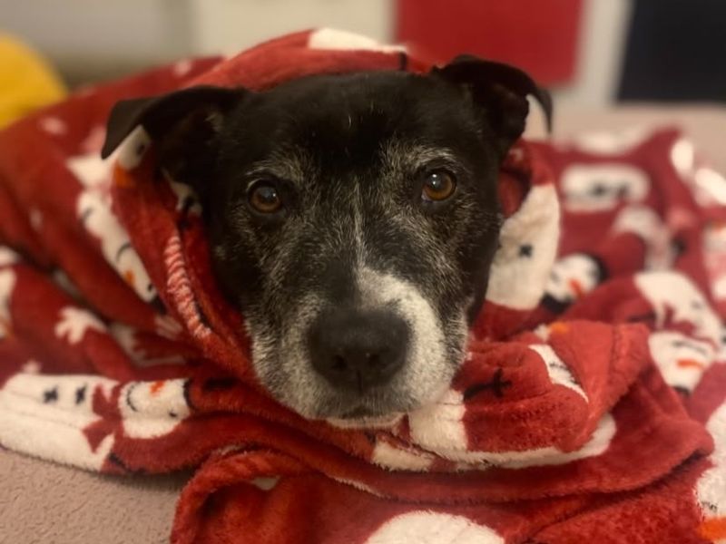 Benson | Terrier (Staffordshire Bull) | Shrewsbury (Shropshire) - 4