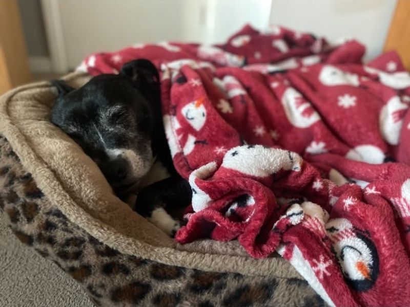 Benson | Terrier (Staffordshire Bull) | Shrewsbury (Shropshire) - 9