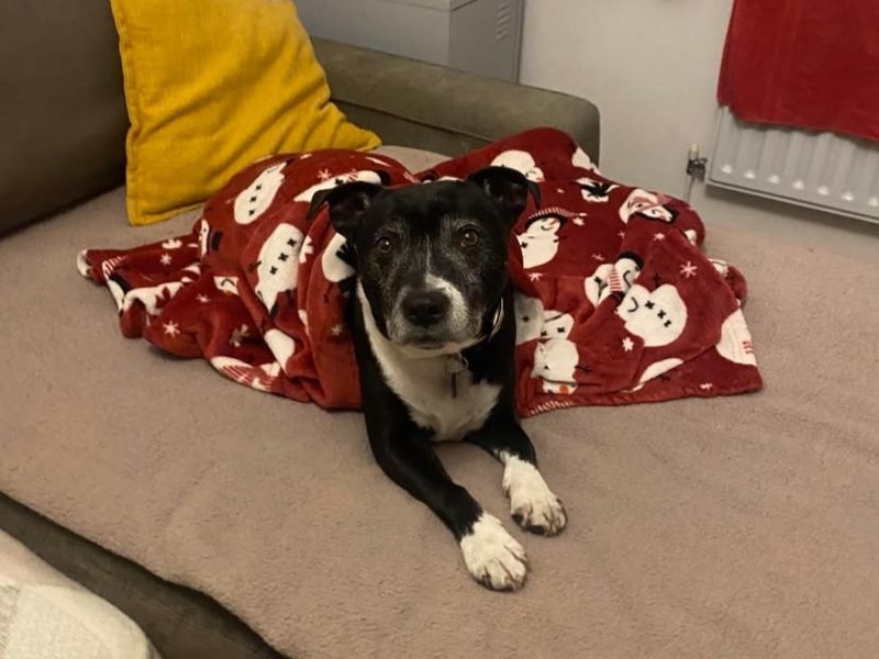 Benson | Terrier (Staffordshire Bull) | Shrewsbury (Shropshire) - 2