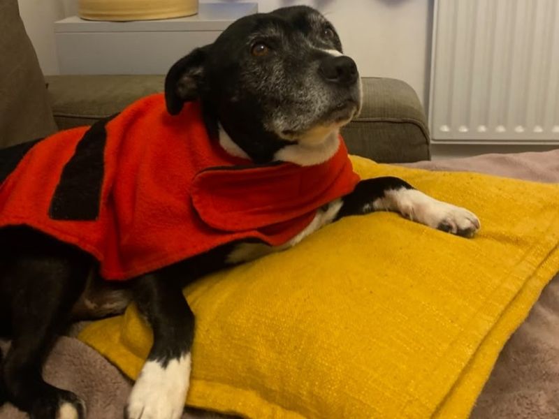 Benson | Terrier (Staffordshire Bull) | Shrewsbury (Shropshire) - 10