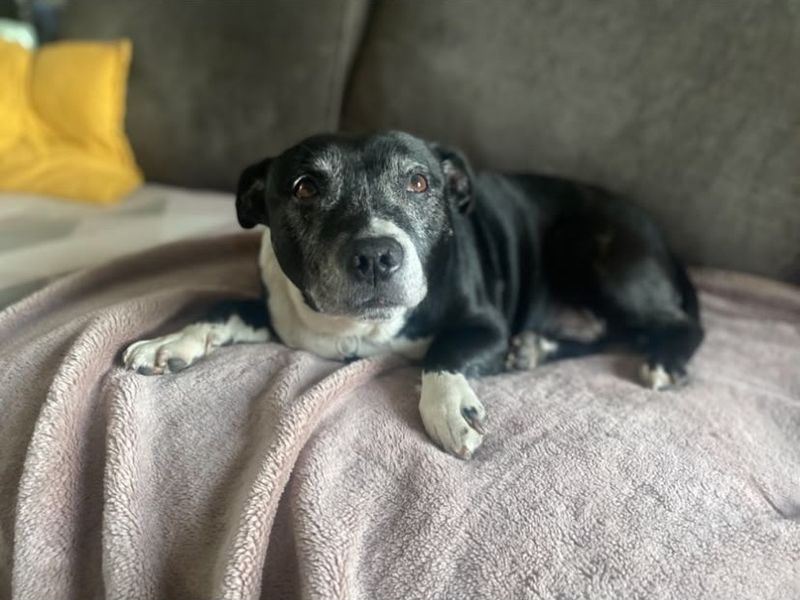 Benson | Terrier (Staffordshire Bull) | Shrewsbury (Shropshire) - 7