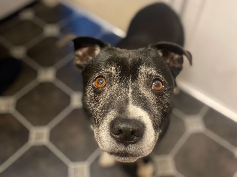 Benson | Terrier (Staffordshire Bull) | Shrewsbury (Shropshire) - 5