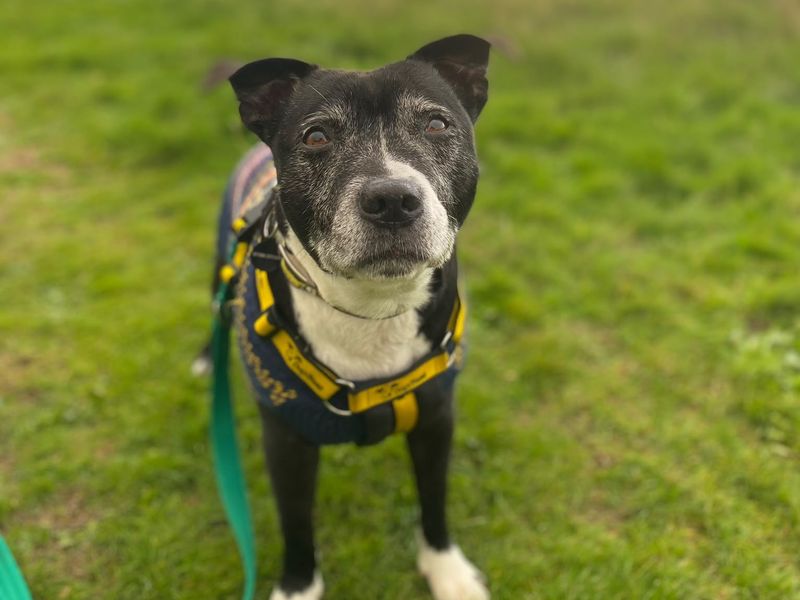 Benson | Terrier (Staffordshire Bull) | Shrewsbury (Shropshire) - 6