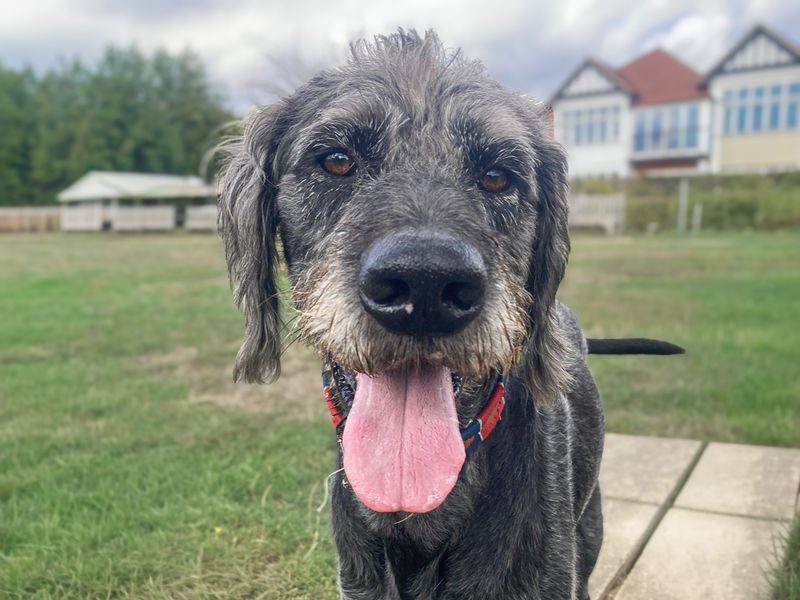 Alfie | Crossbreed | Basildon (Essex) - 10