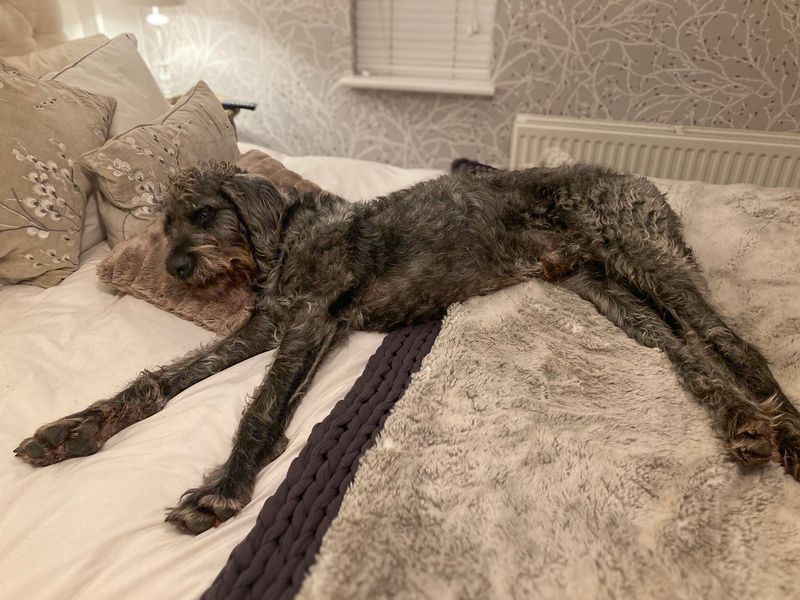 Alfie | Crossbreed | Basildon (Essex) - 4