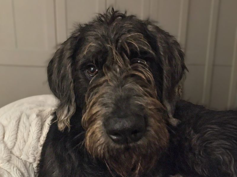 Alfie | Crossbreed | Basildon (Essex) - 2
