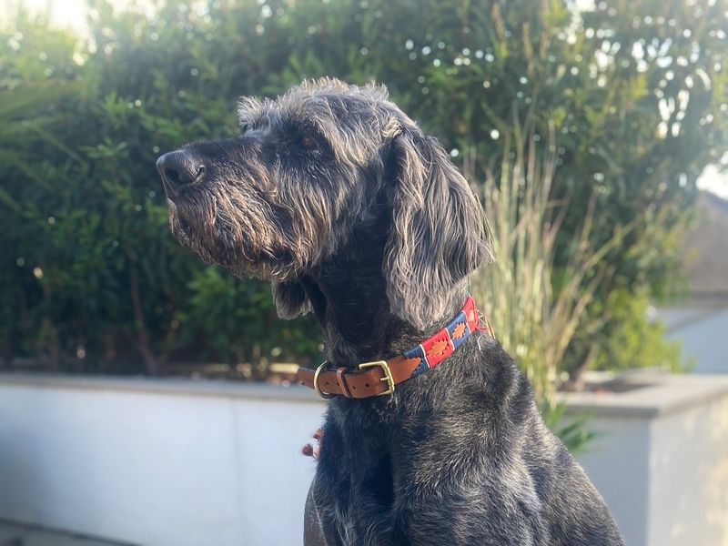 Alfie | Crossbreed | Basildon (Essex) - 3