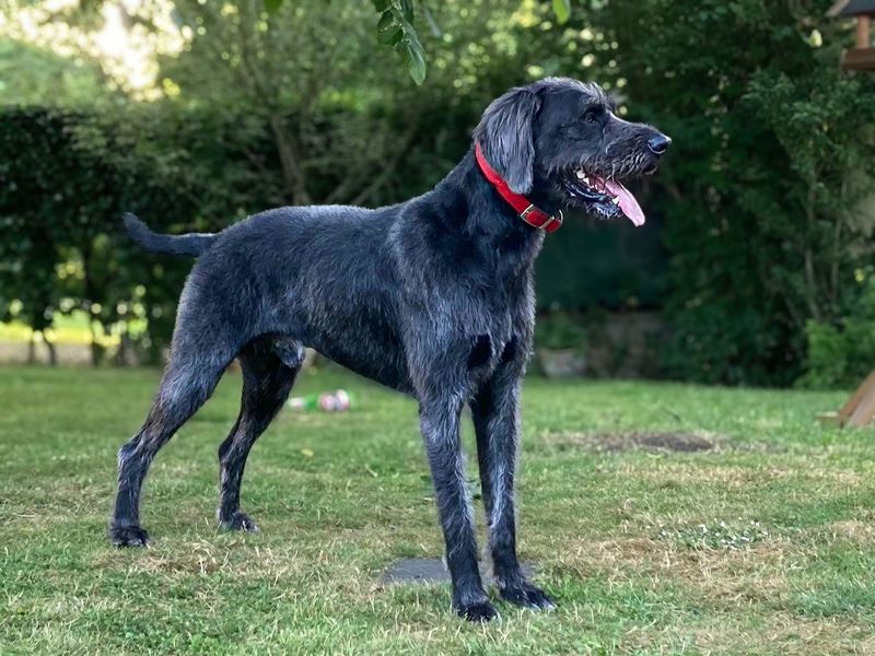 Alfie | Crossbreed | Basildon (Essex) - 7