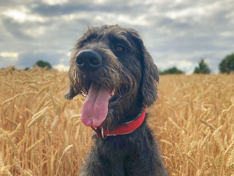 Alfie | Crossbreed | Basildon (Essex) - 8