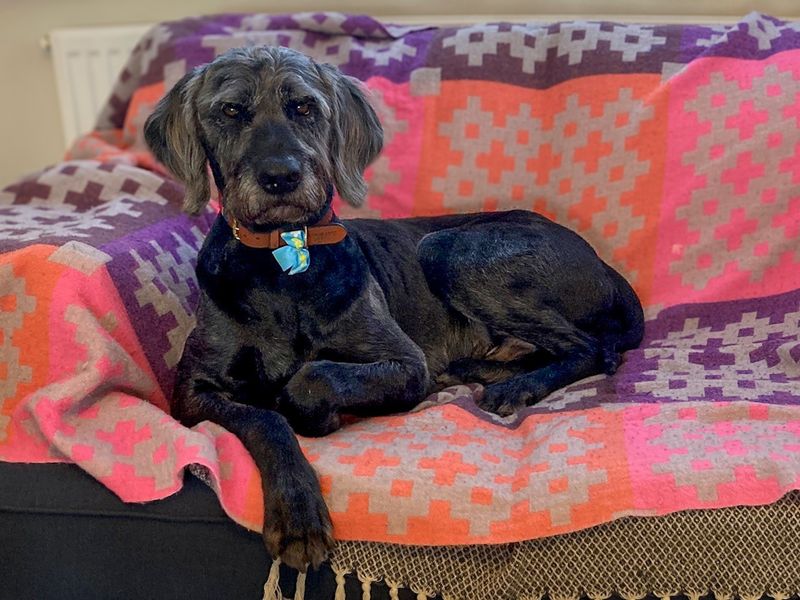 Great Dane Dogs And Puppies For Adoption
