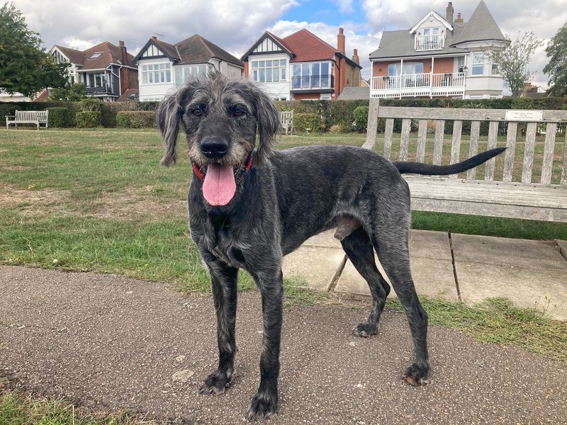 Alfie | Crossbreed | Basildon (Essex) - 5