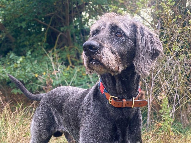 Alfie | Crossbreed | Basildon (Essex) - 6