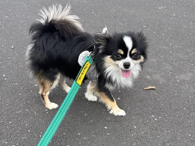 Tiny Tim | Chihuahua (Long Coat) | Cardiff - 1