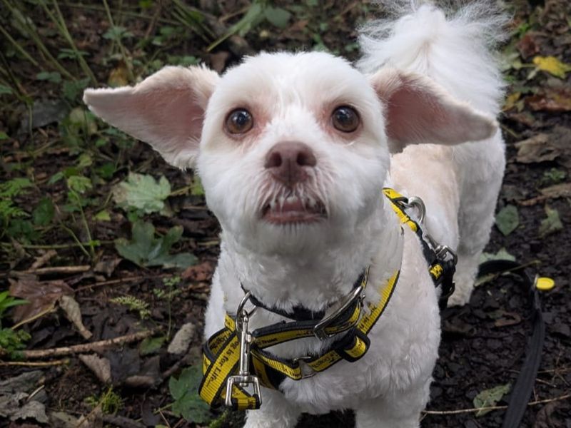 Teddie | Bichon Frise Cross | Ballymena (Northern Ireland) - 1