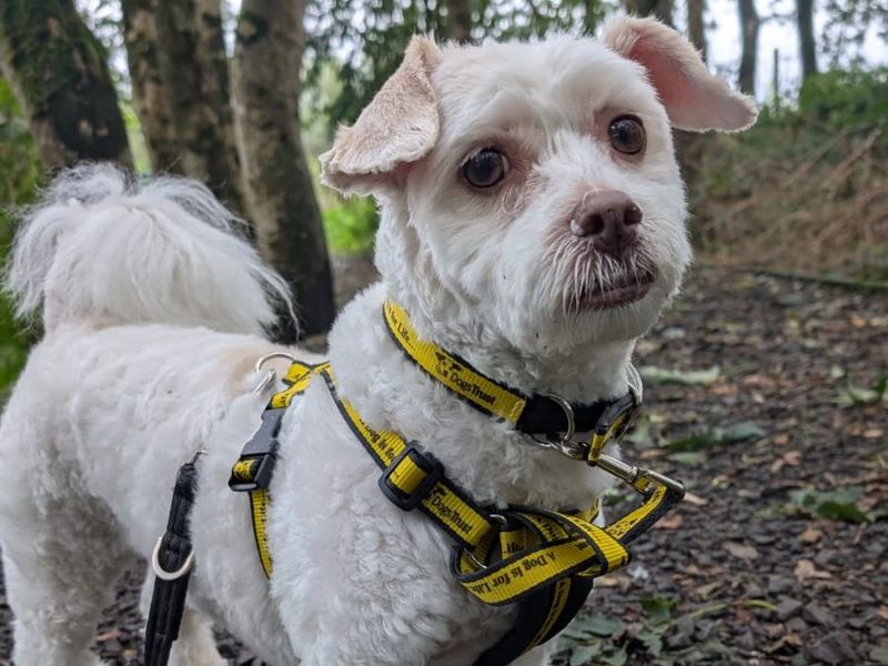 Teddie | Bichon Frise Cross | Ballymena (Northern Ireland) - 2