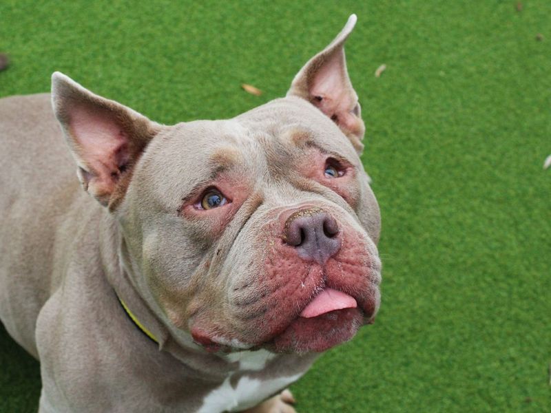 Jadah | American Bully Pocket | Evesham (Worcestershire) - 4