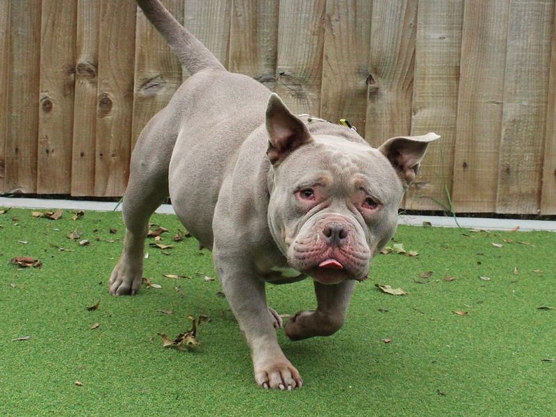 Jadah | American Bully Pocket | Evesham (Worcestershire) - 1