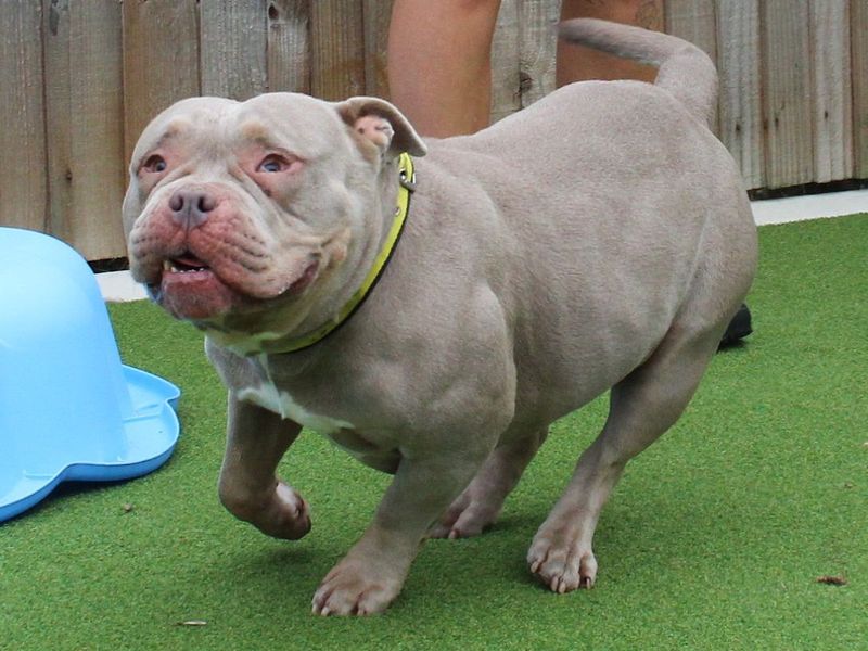Jadah | American Bully Pocket | Evesham (Worcestershire) - 6