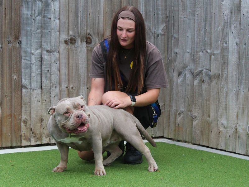 Jadah | American Bully Pocket | Evesham (Worcestershire) - 5