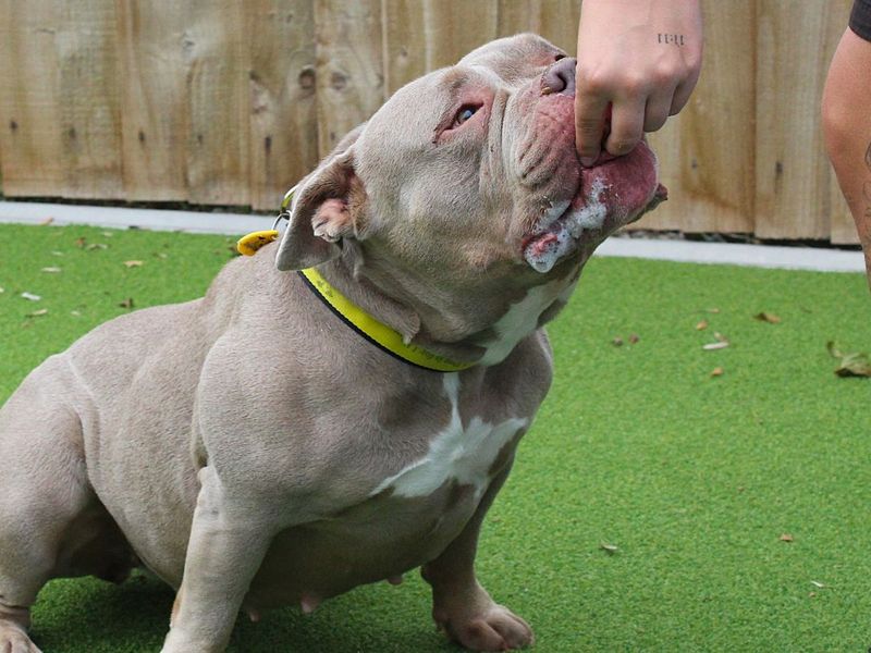 Jadah | American Bully Pocket | Evesham (Worcestershire) - 2
