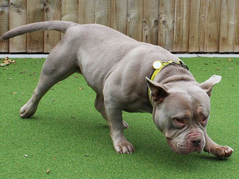Jadah | American Bully Pocket | Evesham (Worcestershire) - 3