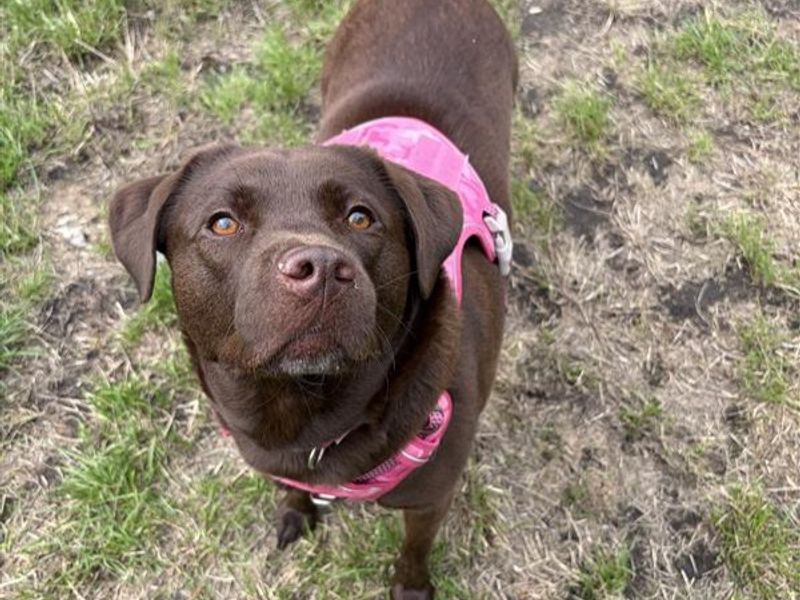 Cola | Retriever (Labrador) | Cardiff - 2
