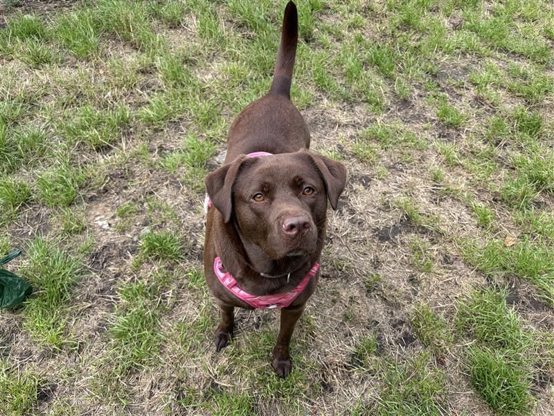 Cola | Retriever (Labrador) | Cardiff - 1
