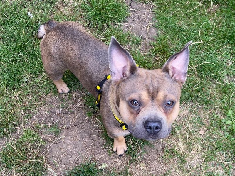 Buddy | French Bulldog Cross | Basildon (Essex) - 1