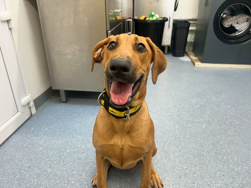 Nellie | Dobermann Cross | Basildon (Essex) - 3
