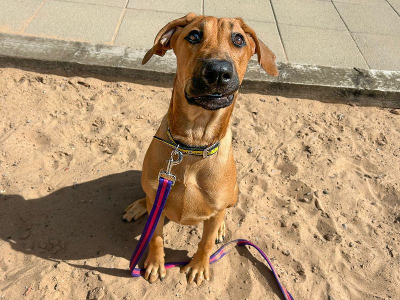 Nellie | Dobermann Cross | Basildon (Essex) - 7