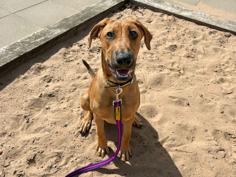 Nellie | Dobermann Cross | Basildon (Essex) - 2