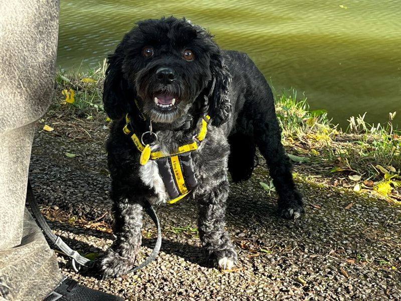 Hugo | Spaniel (Cavalier King Charles) Cross | Newbury (Berkshire) - 2