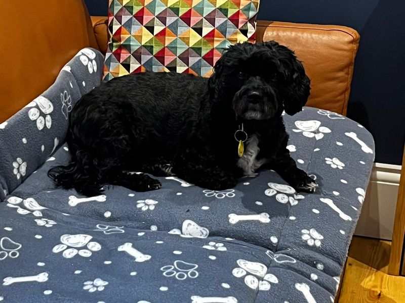 Hugo | Spaniel (Cavalier King Charles) Cross | Newbury (Berkshire) - 1