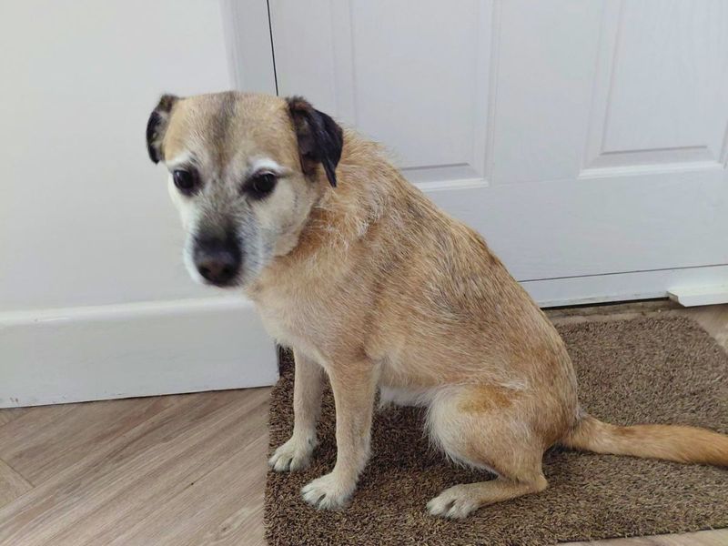 Lola | Terrier (Bedlington) Cross | Salisbury (Wiltshire) - 2