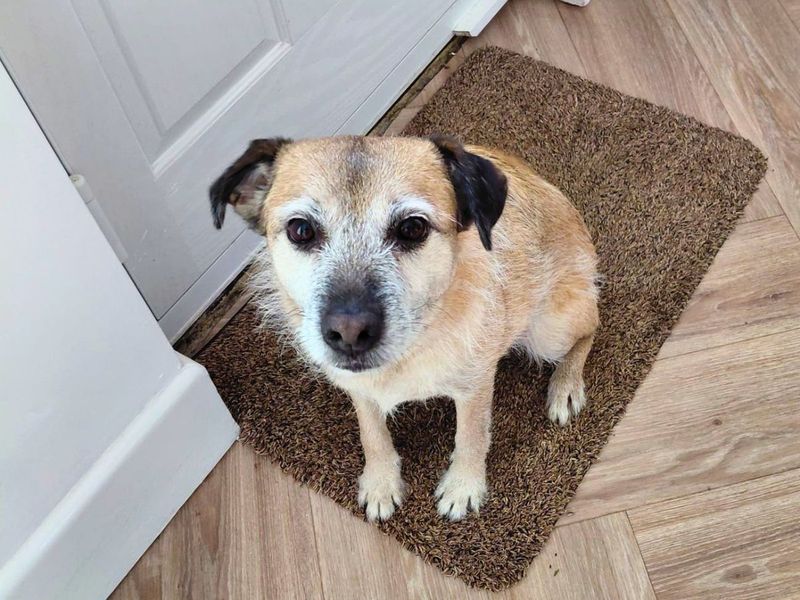 Lola | Terrier (Bedlington) Cross | Salisbury (Wiltshire) - 1